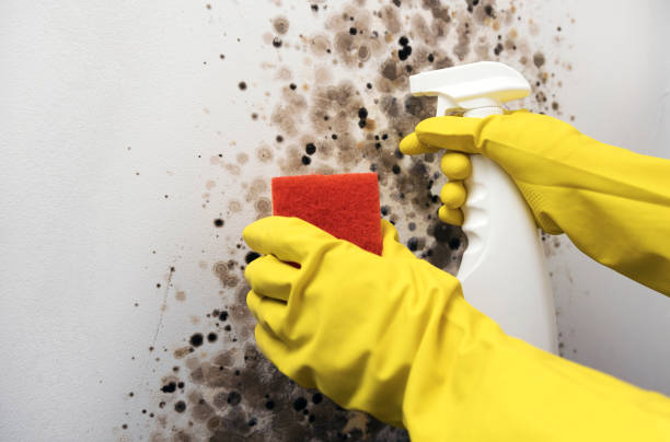 Best Post-Flood Mold Remediation in Graymoor Devondale, KY